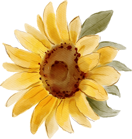 Watercolor Sunflower Illustration